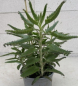 Preview: Kalanchoe daigremontiana 1